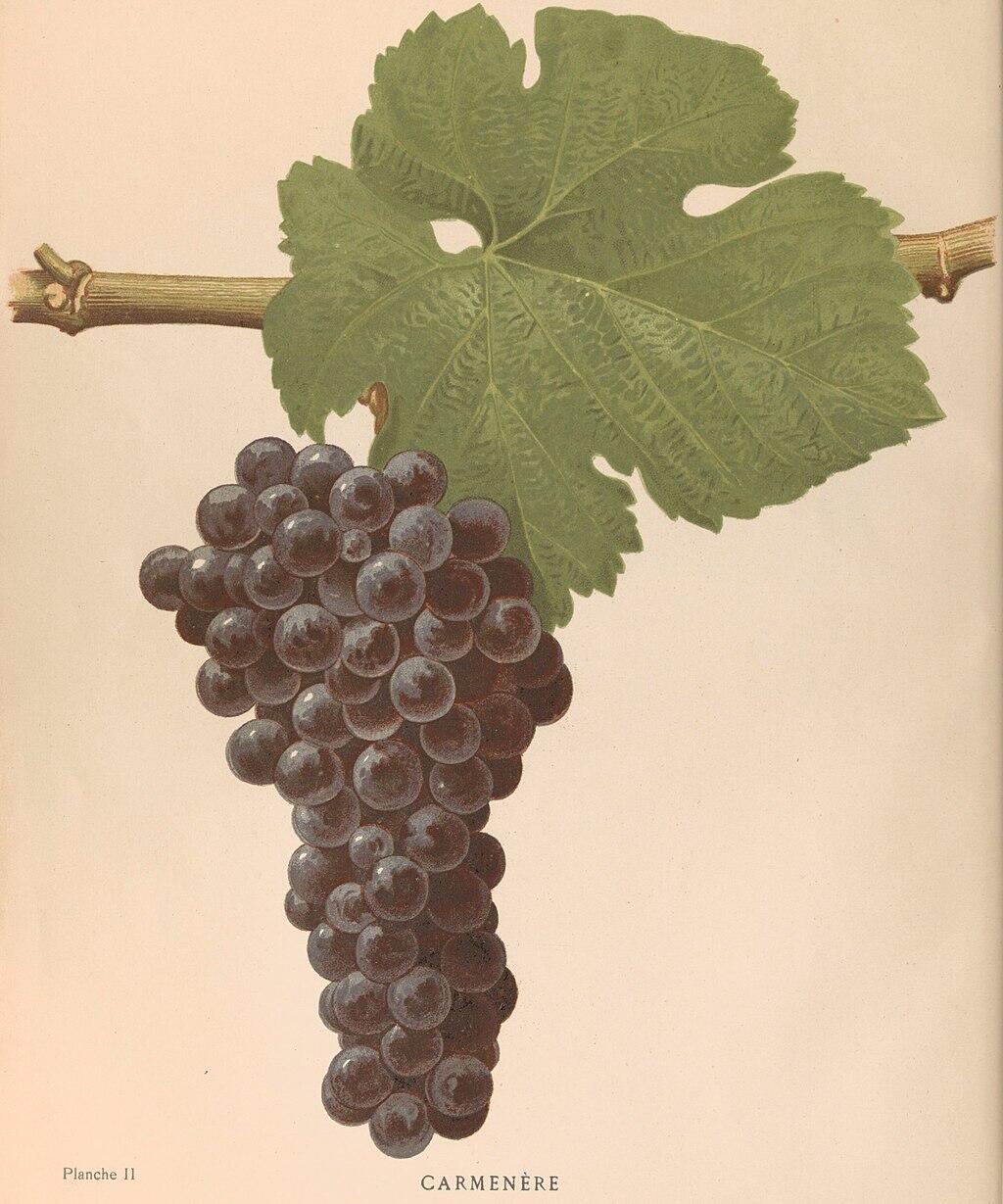 QUE PASÓ 3 AÑOS ANTES DEL REDESCUBRIMIENTO DE LA CARMENERE