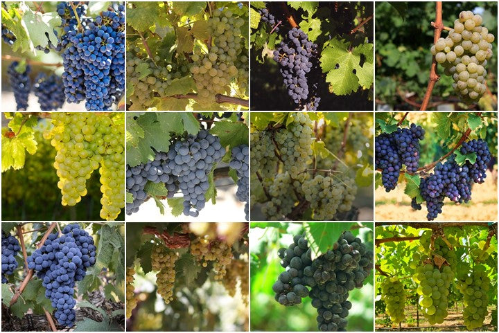 NO CONZCO ESTA VARIEDAD….LA PRUEBO?