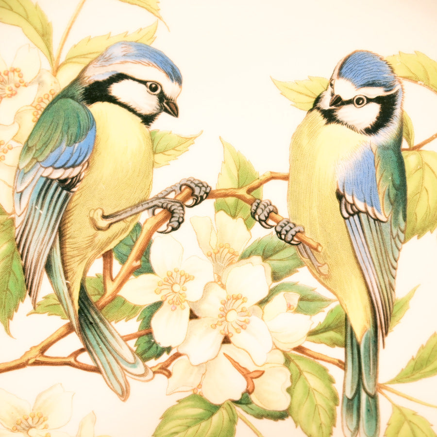 Plato porcelana bone china Spode aves británicas Blue Titmouse