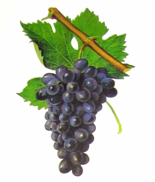 CONVERSACIONES CON IVAN…. PENSAMIENTOS DEL PINOT NOIR Y CINSAULT