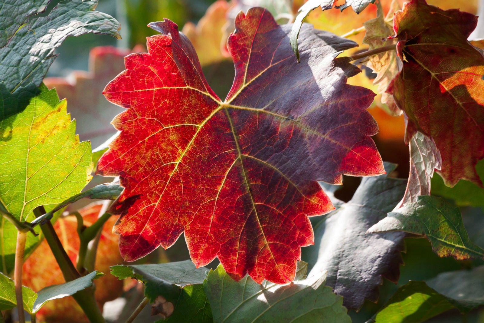 LA CARMENERE