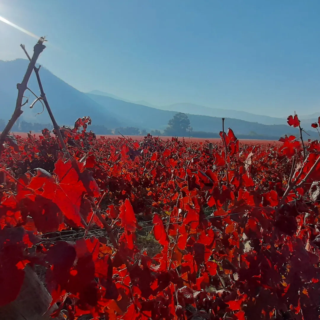 CARMENERE ES CARMIN