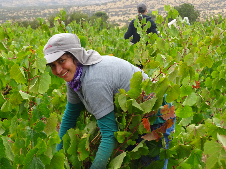 8M …LAS MUJERES DE LA INDUSTRIA DEL VINO