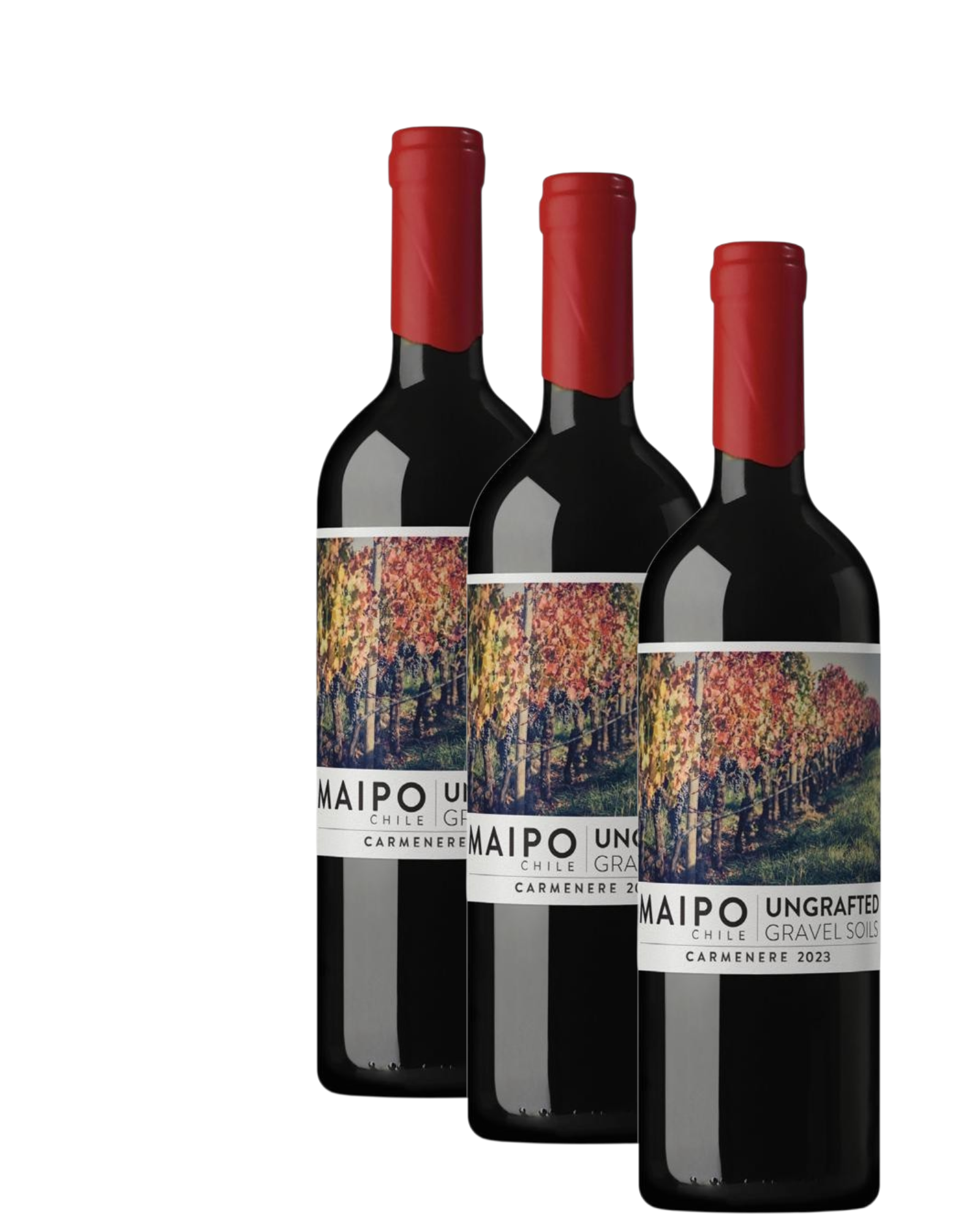 Vino De Martino Ungrafted 2024 D.O. Maipo X 3 BOTELLAS